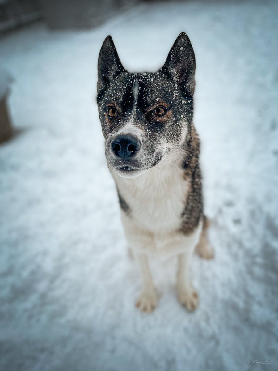 The Sibe + The Terv tweet media