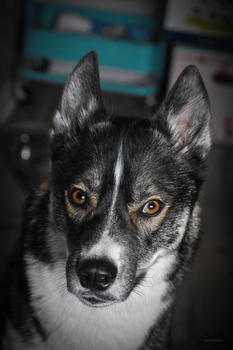 The Sibe + The Terv tweet media