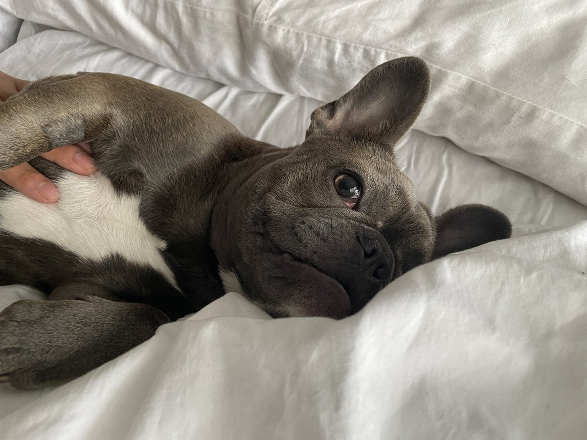mrsocialeats's tweet photo. Little Gigi being the Queen she’s meant to be. https://t.co/Zk1qz1yYIk