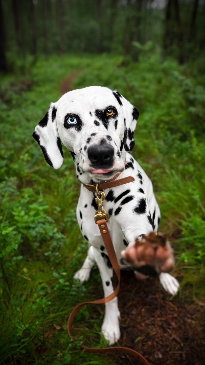 Mollythedal tweet media