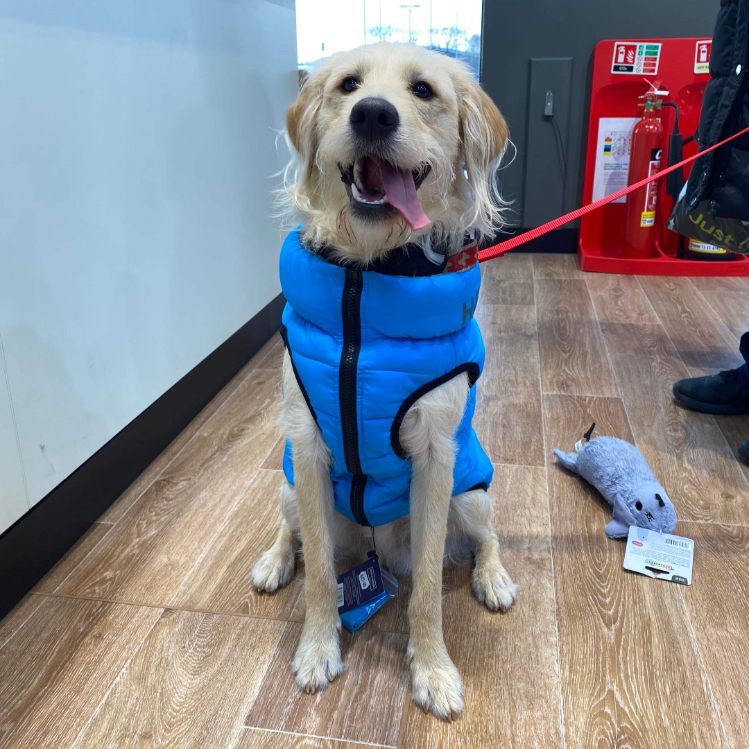 SHHH 🤫 Will you keep this to yourself or tell a friend?

BIG SAVING ALERT 🚨
Puppy Puffer jackets are now available from only £20 🐶

justforpets.co.uk/search-results…