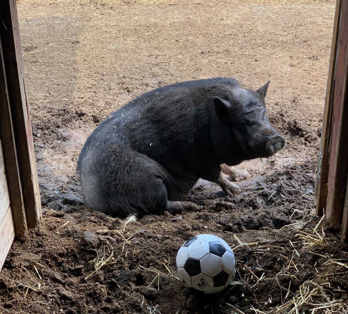petsalive's tweet photo. Think it's safe to move my soccer ball outside today! ~Brewster
Mostly sunny skies. High 46F. Winds WNW at 5 to 10 mph.
#WeatherPig #Weather #Soccer #SoccerBall #BallBoy https://t.co/NGMgD4Bu2H