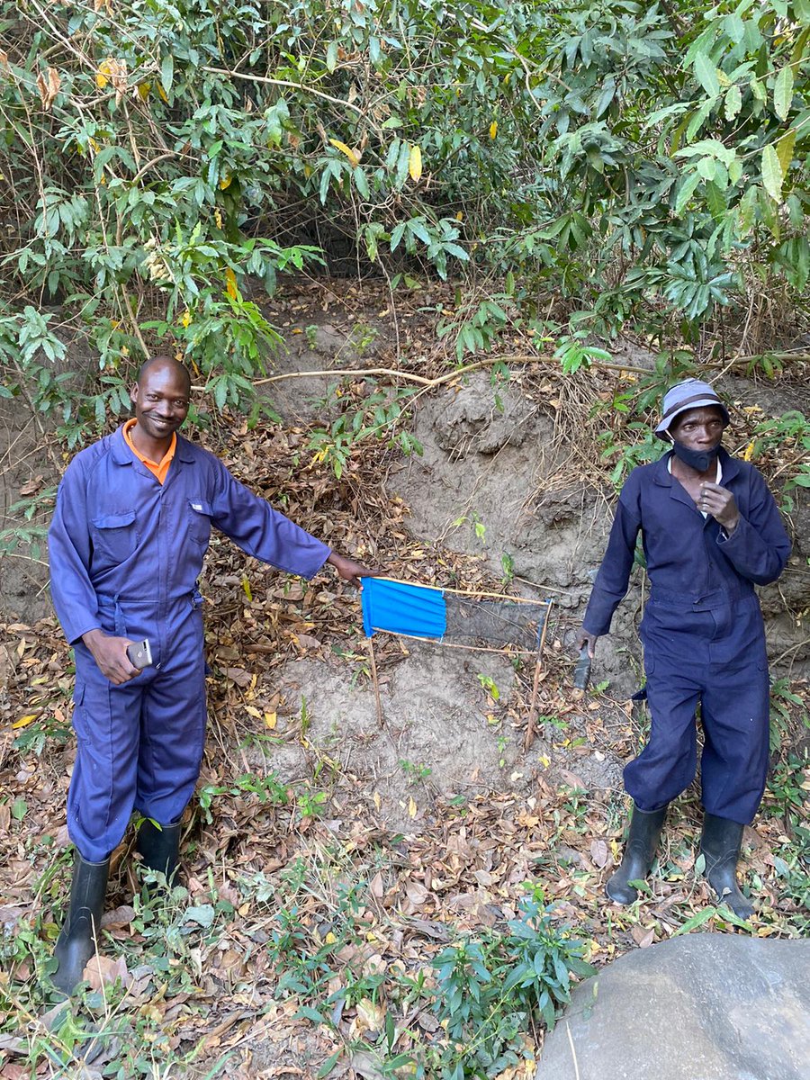 tsetse_org's tweet photo. This round of #TinyTarget deployment is drawing to a close in #Uganda, well done team! #Tsetse #control efforts in areas at #risk renewed for another six months.
Here's another pic from our @TorrSteve's recent trip. ๐บ๐ฌ
#fieldwork #vector #implementation #elimination #NTDs #HAT https://t.co/qBbRalBVw9