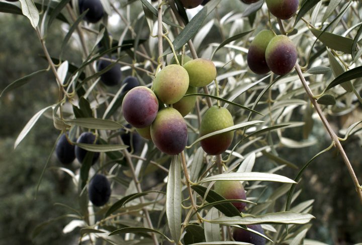 mteomanaydin's tweet photo. Bir çok zeytin ağacı ülkeyi yönetenler çok daha yaşlı. 
İnsan ömrü gereği siyasetçilerin çoğu orta yaş üstü. Malum kazanılan para da götürülemiyor. 
Ayrıca bir dönüm zeytinlik yılarca onlarca insanı doyurur iken, çıkacak maden kısa bir süre için fayda sağlar ve biter. https://t.co/e6uoya4ef4