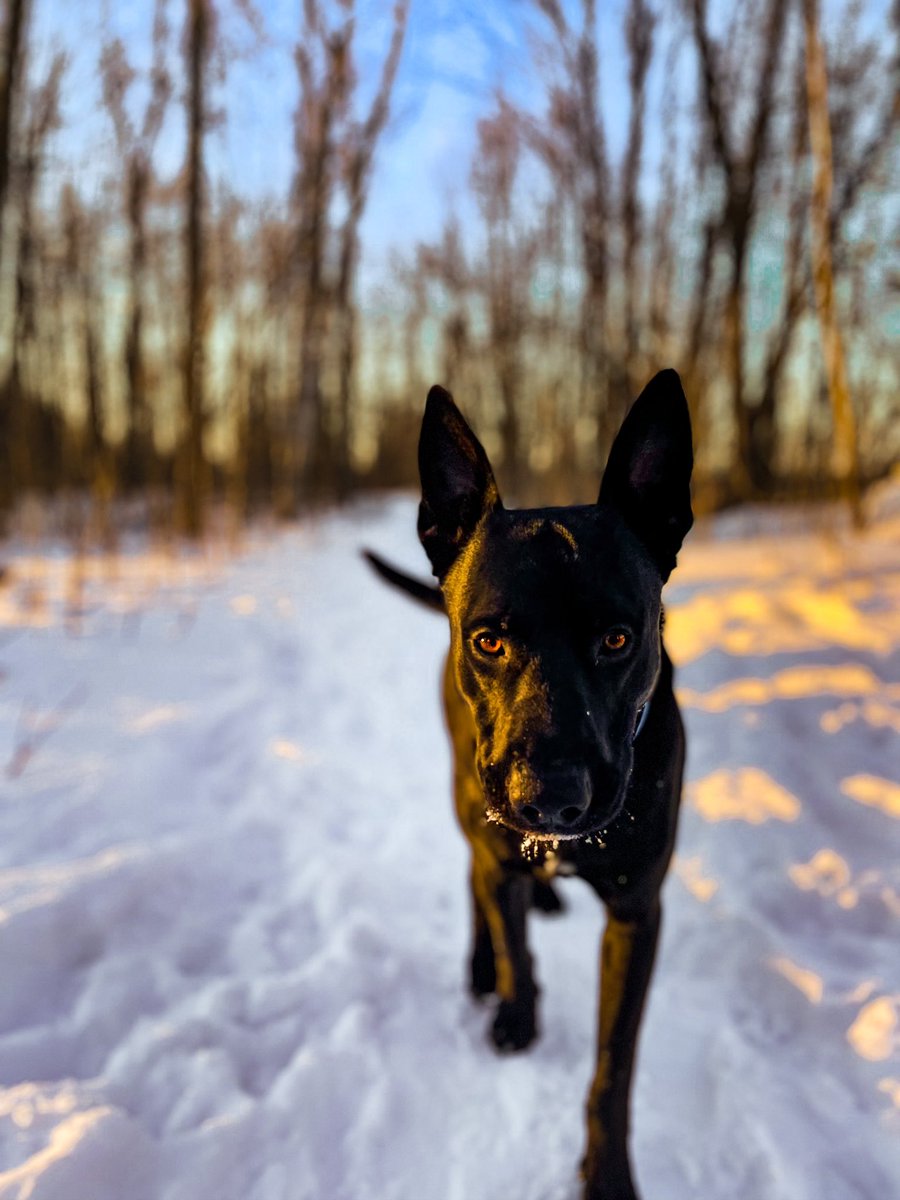 Arlo the Sheppit tweet media