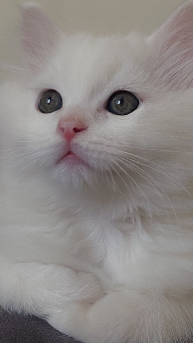 rreennb's tweet photo. Like for timo 😣🤍?my baby https://t.co/QirIPJms0y