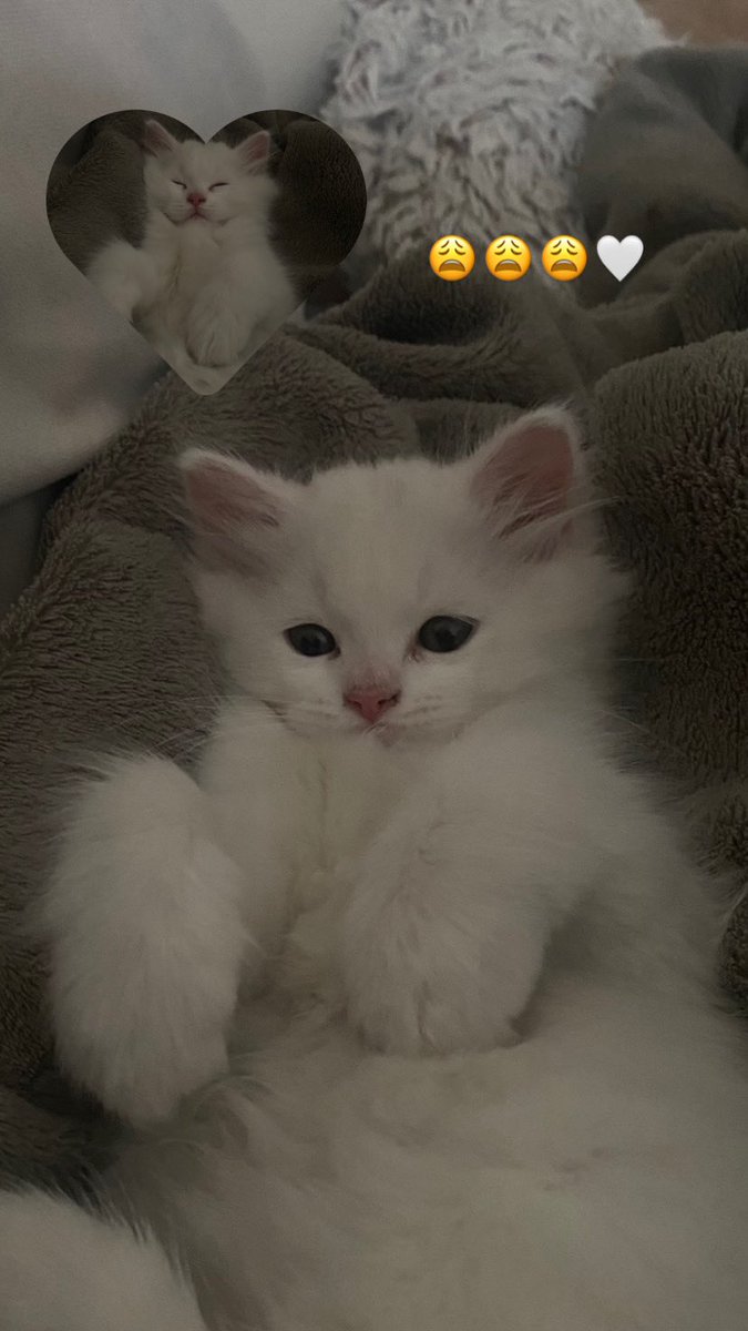 rreennb's tweet photo. Like for timo 😣🤍?my baby https://t.co/QirIPJms0y