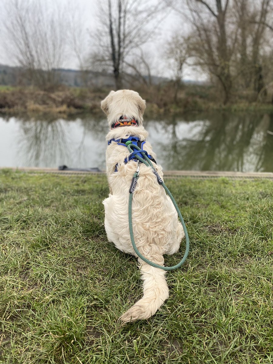 im not super skilled with the camera but i was pleased how these turned out..

with our awesome lead recycled from GHOST NETS 👻 helping to save the #ocean life … find them on insta @/tangleleads ! 🐠 🌊

#dogsoftwitter #woofnottweet #SaveTheOceans #tangleleads #recycle