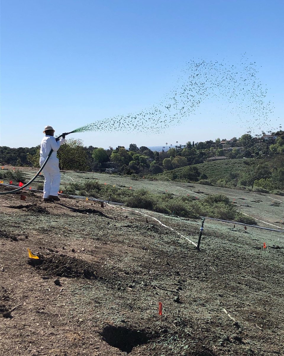 PHHPA's tweet photo. Restoration in progress of 2.1 acres in #powdercanyon removing weedy fuel vegetation with fire resistant drought tolerant indigenous plants. Area with be self sustaining in 5 years. #habitatrestoration #puentehills https://t.co/kyJcagDEoc