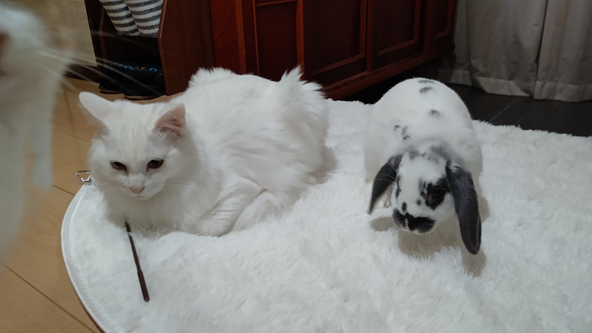 兎と猫 Twitter Search Twitter