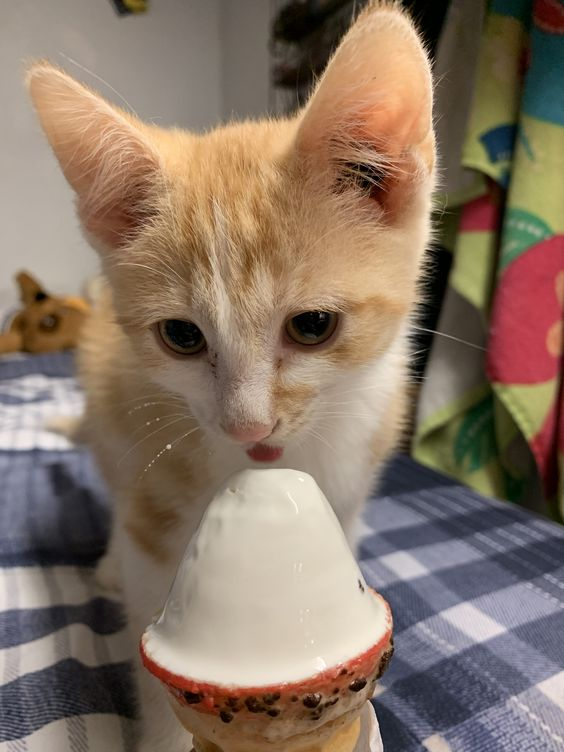 ten as cat 🐱 tweet media