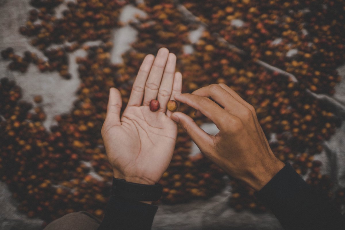 It's not just the barista who's responsible for your poor cup of coffee. It goes way back, all up to coffee processing where the core flavor of a bean has been decided long ago - goat-story.com/blogs/news/abo…