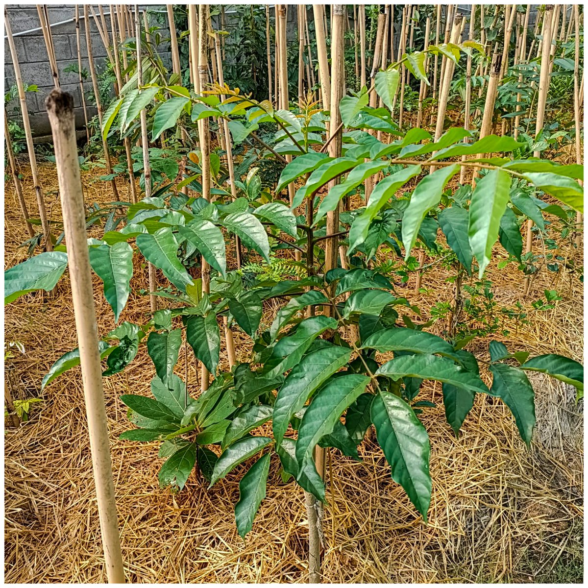 afforestt's tweet photo. Featuring Lannea coromandelica, a specialist jungle tree for Rocky terrains, in one of our projects.
#Afforestt #urbanforests #Rewilding #forestcreation #jungletree https://t.co/hXjMZ3hY7l