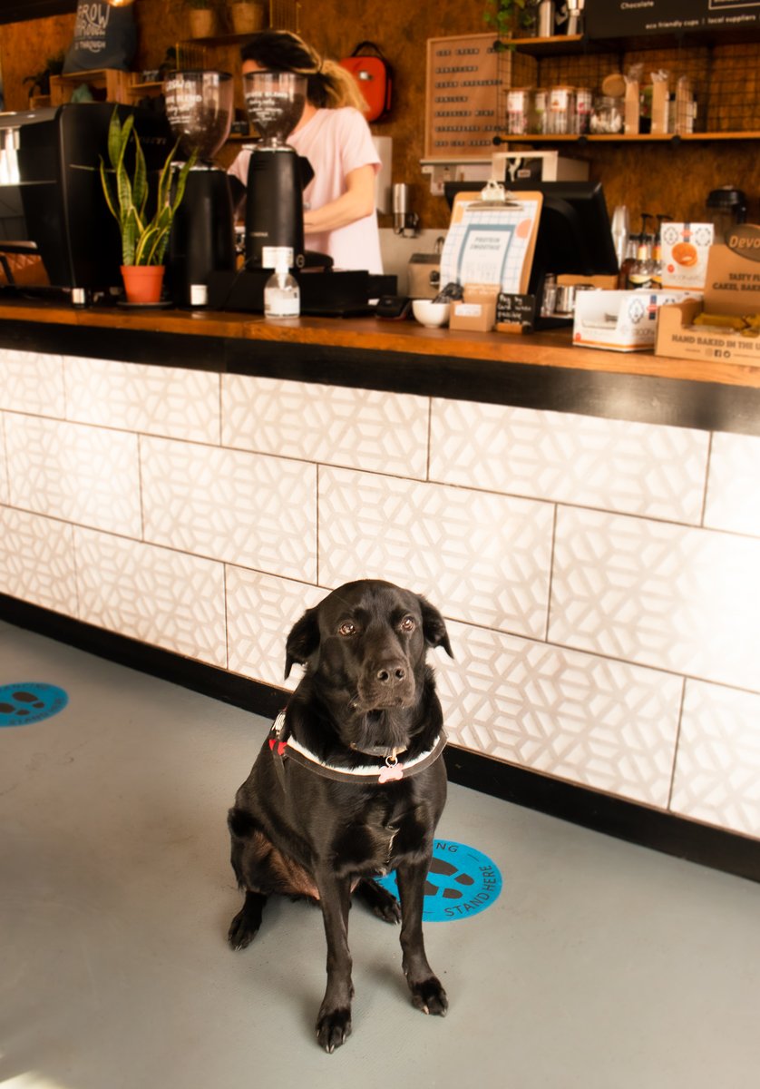 Britain is increasingly dog friendly from coffee shops, pubs to shops; people love to bring their dogs everywhere they go!

#coffee #unitedkingdom #coffeehouse #dogs #flatwhite #Exeter #indycoffee

growcoffeehouse.co.uk/grow-coffee-ho…