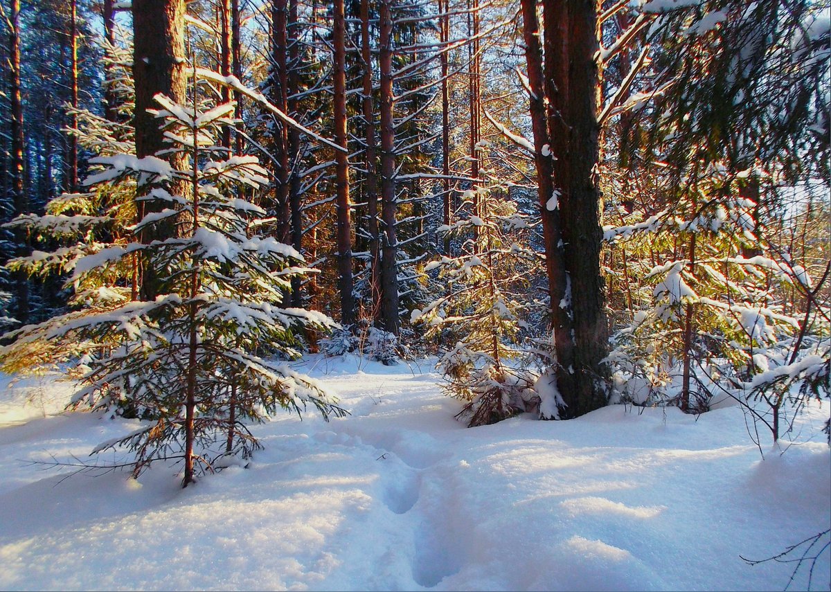 Красоты России tweet media