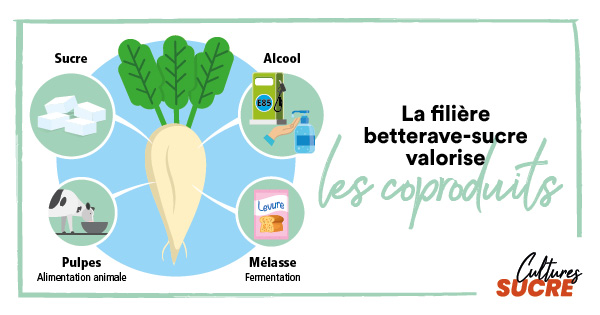 Cultures_sucre's tweet image. [#SIA2022] La betterave sucrière @_MissBetter est une plante pleine de ressources❕Rien ne se perd : les #coproduits sont utiles à l'alimentation du bétail, à la fertilisation des champs, à la production d'alcool agricole et de #biocarburants @SuperethanolE85 👇