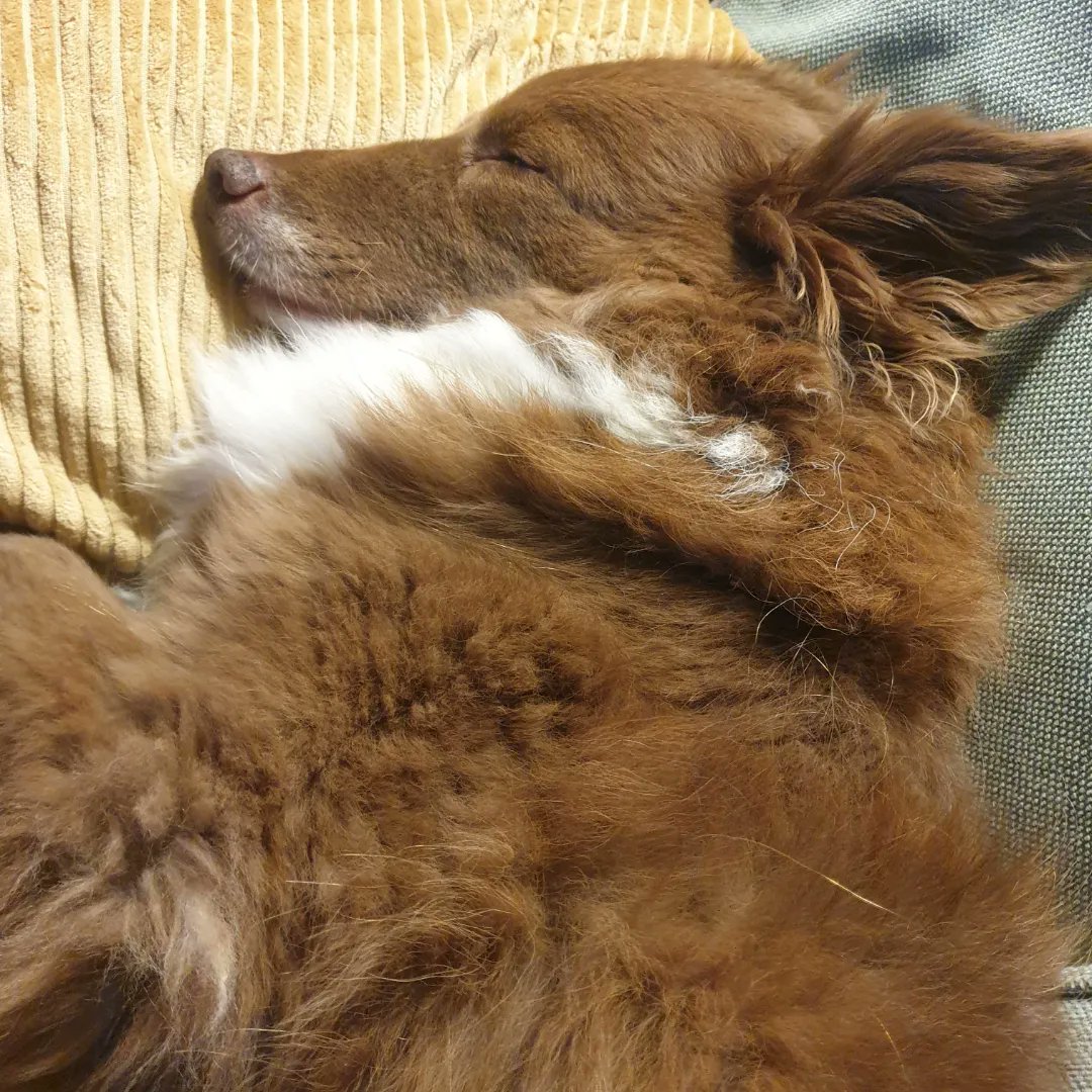 RamblesTravels's tweet photo. Sometimes, when the weather's terrible outside, it's best to just hibernate in a pile of sleepy pets to keep you warm!
#ramblesandtravels
#CatsofTwittter
#dogsoftwitter
#sleepypets https://t.co/ocIxLmKJiQ