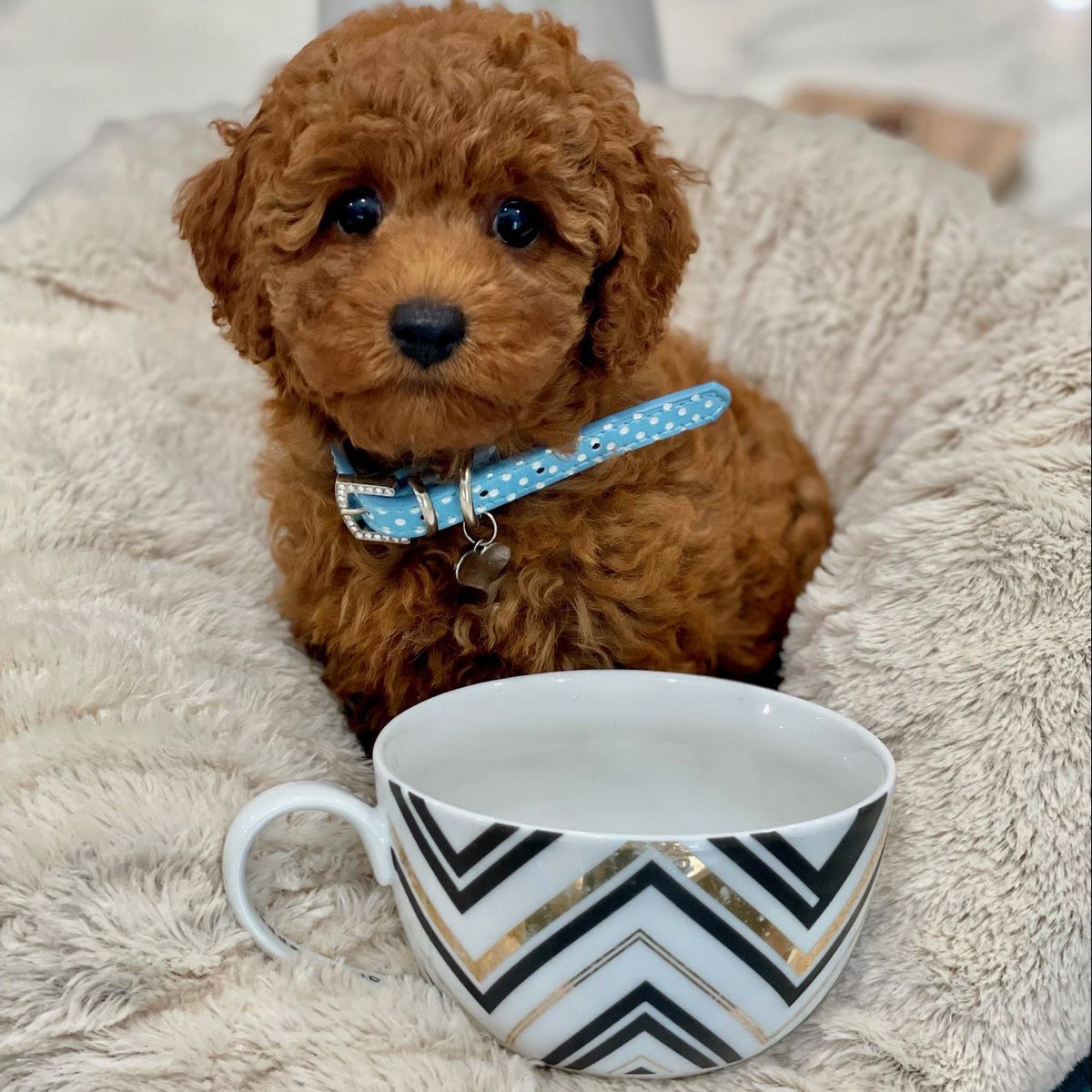 itzenzo9's tweet photo. @Nouwgmi If i win this im buying this puppy! https://t.co/XEx78xyZnh