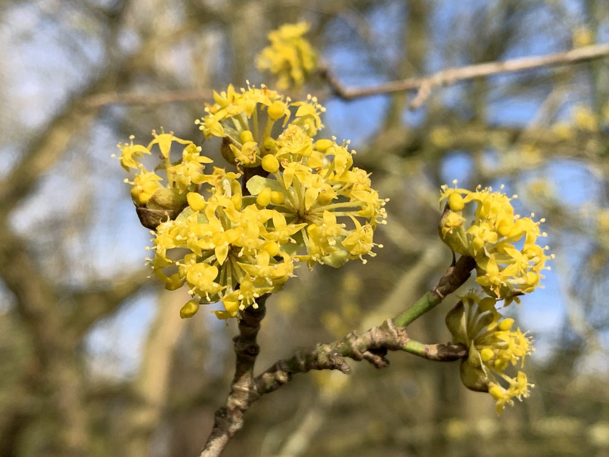 BotGartenHH's tweet photo. Die kleinen gelben Blüten der Kornelkirsche (Cornus mas) werden von den Bienen schon sehnlichst erwartet.
#wasblüht #kornelkirsche #cornusmas #botgartenhh #lokischmidtgarten #bienennährgehölz #bienenweide
Foto: BGHH/ Angela Jahns https://t.co/TiNTspvkTG