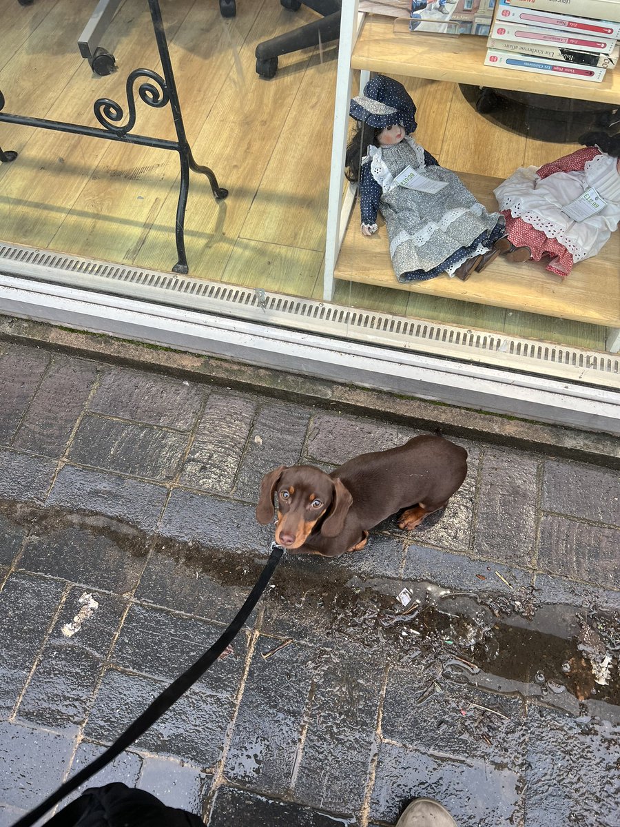 DogmannMartin's tweet photo. Walking around town with Tallulah got me thinking 🤔you remember those ‘My other cars a Porsche’ stickers… 🤣😂🤣 #dogmann #miniaturedachshund #wheresmydobermann https://t.co/Z3ZpwkhBbi