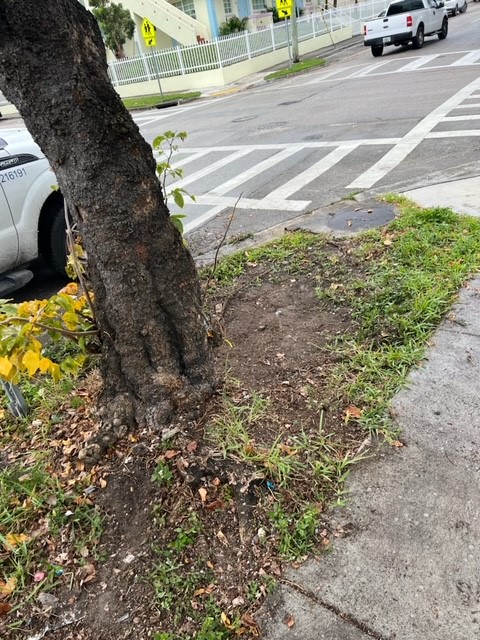 MiamiZeroWaste's tweet photo. Early morning cleaning. Thank you to everyone that helps #KeepMiamiBeautiful https://t.co/X5AB7KjO7o