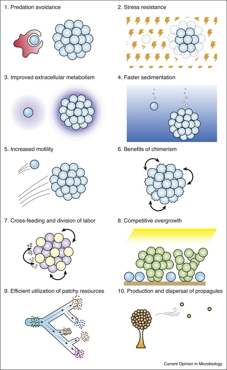 New review "Selective drivers of simple multicellularity", led by <a href="/kai_tong_mc25/">Kai Tong</a> and @ozan_g_b. 

sciencedirect.com/science/articl…

This paper is quite straightforward- you want to know why simple multicellularity has evolved? Then this is the paper for you!