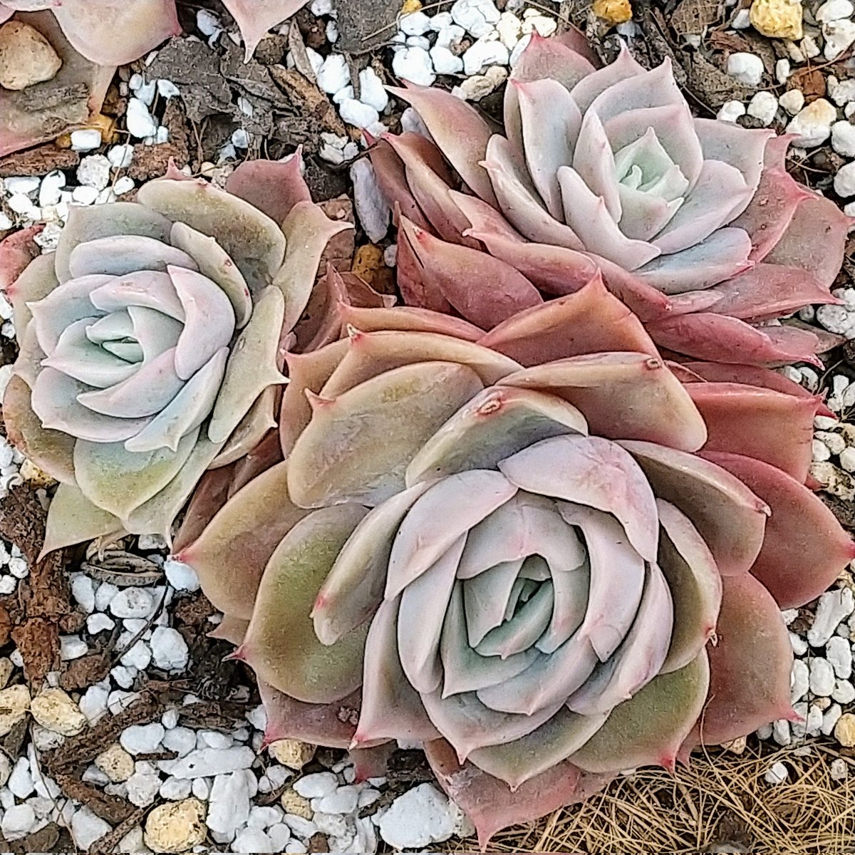 ysklol3's tweet photo. 輸入苗 販売中
https://t.co/niNJ1WpmtN

#8453多肉 #Succulents #Plants #多肉植物 #寄せ植え #韓国苗 #エケベリア #ハオルチア #グラプトペタルム #グラプトベリア #パキフィツム #塊根植物 #ケープバルブ #珍奇植物 #グリーノビア #輸入苗 #通販 #販売 https://t.co/hpiObQsDqv