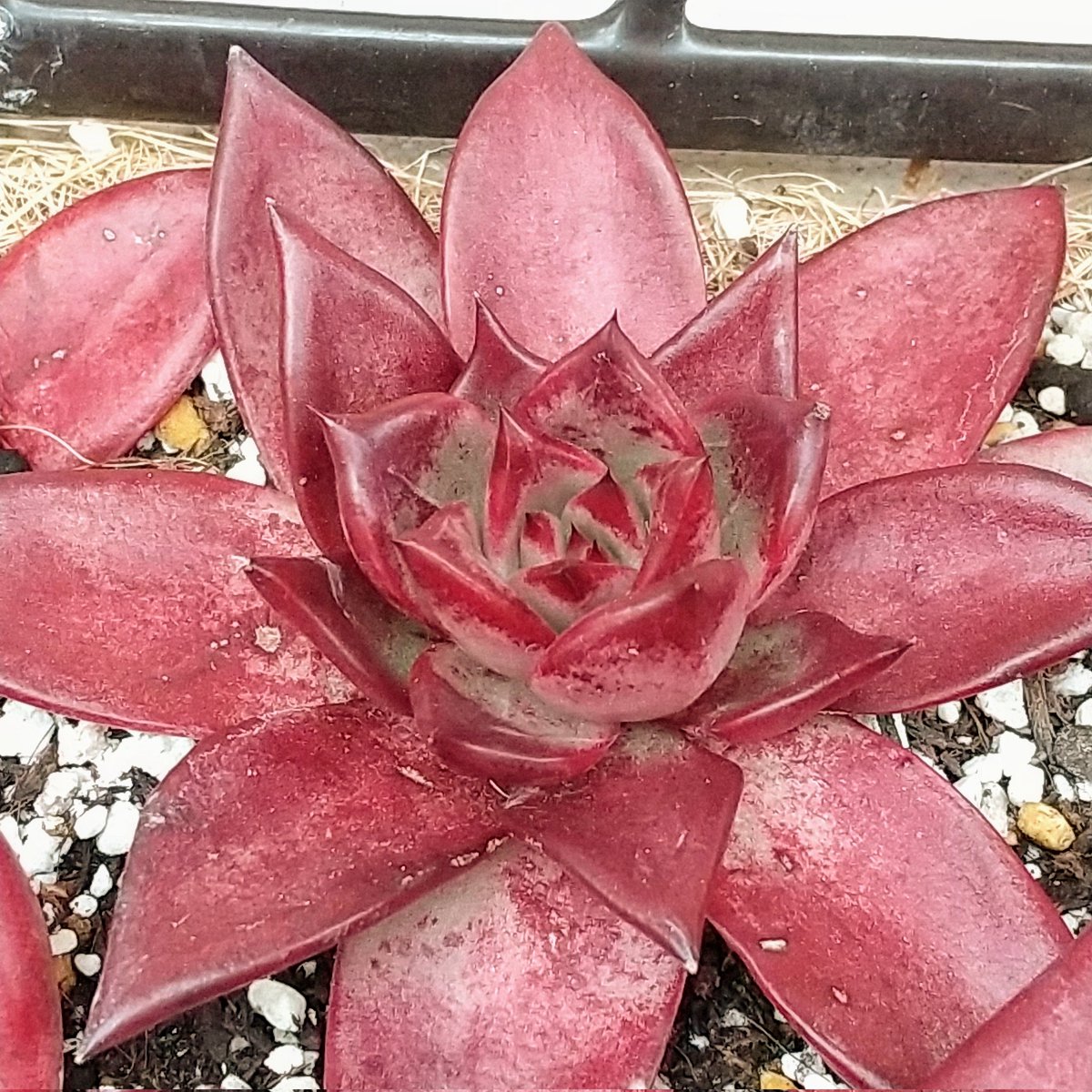 ysklol3's tweet photo. 輸入苗 販売中
https://t.co/niNJ1WpmtN

#8453多肉 #Succulents #Plants #多肉植物 #寄せ植え #韓国苗 #エケベリア #ハオルチア #グラプトペタルム #グラプトベリア #パキフィツム #塊根植物 #ケープバルブ #珍奇植物 #グリーノビア #輸入苗 #通販 #販売 https://t.co/hpiObQsDqv