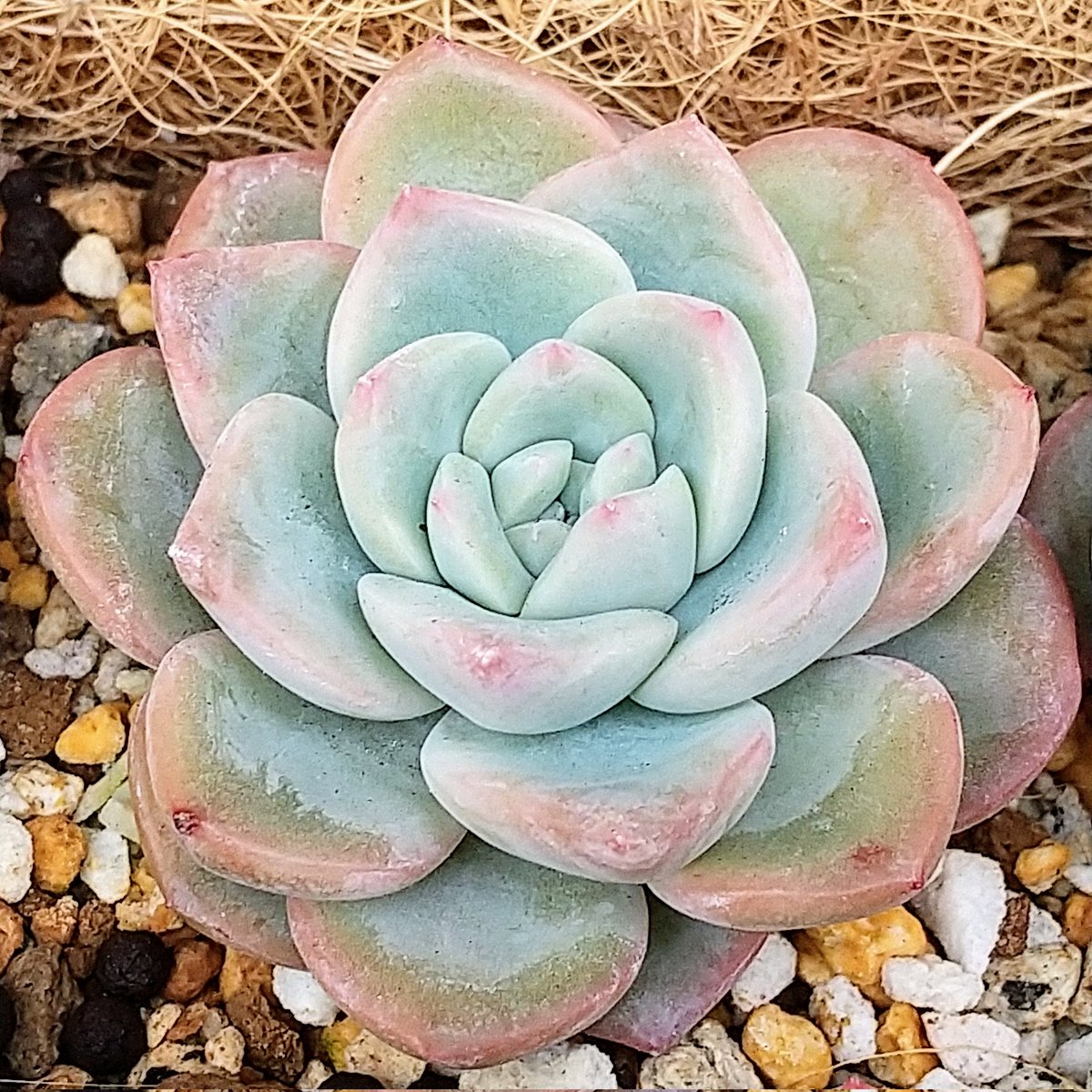 ysklol3's tweet photo. 輸入苗 販売中
https://t.co/niNJ1WpmtN

#8453多肉 #Succulents #Plants #多肉植物 #寄せ植え #韓国苗 #エケベリア #ハオルチア #グラプトペタルム #グラプトベリア #パキフィツム #塊根植物 #ケープバルブ #珍奇植物 #グリーノビア #輸入苗 #通販 #販売 https://t.co/hpiObQsDqv