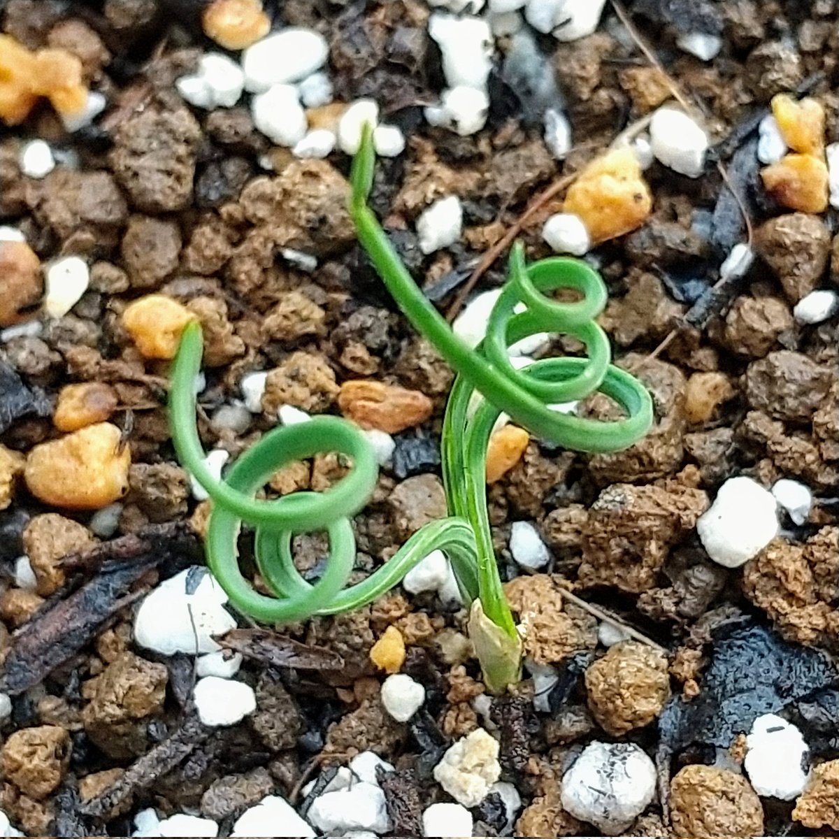 ysklol3's tweet photo. 輸入苗 販売中
https://t.co/niNJ1WpmtN

#8453多肉 #Succulents #Plants #多肉植物 #寄せ植え #韓国苗 #エケベリア #ハオルチア #グラプトペタルム #グラプトベリア #パキフィツム #塊根植物 #ケープバルブ #珍奇植物 #グリーノビア #輸入苗 #通販 #販売 https://t.co/hpiObQsDqv