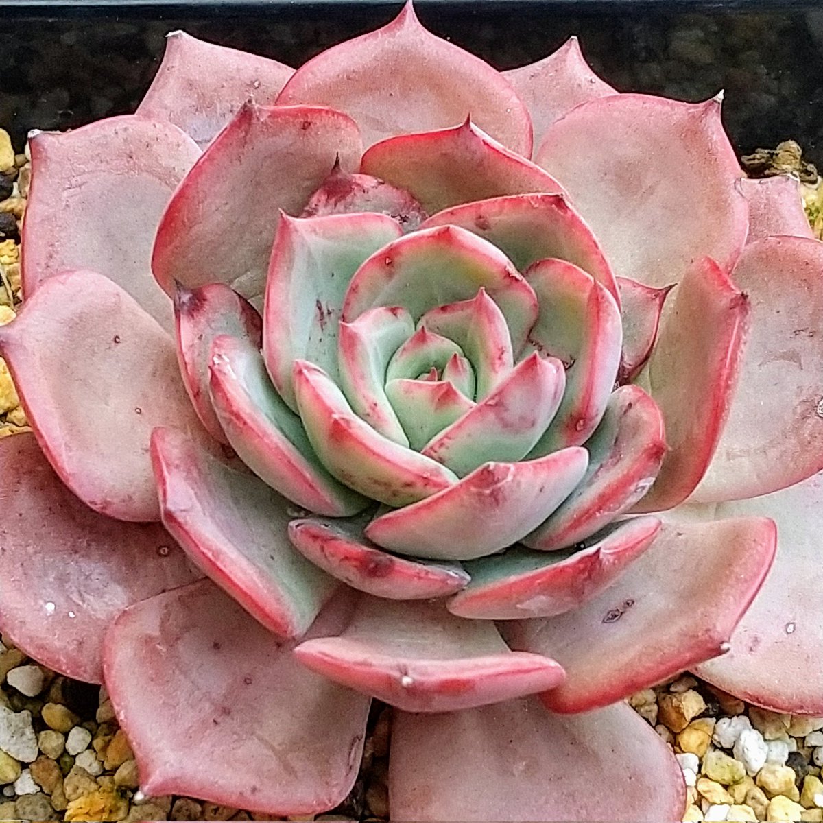 ysklol3's tweet photo. 輸入苗 販売中
https://t.co/niNJ1WpmtN

#8453多肉 #Succulents #Plants #多肉植物 #寄せ植え #韓国苗 #エケベリア #ハオルチア #グラプトペタルム #グラプトベリア #パキフィツム #塊根植物 #ケープバルブ #珍奇植物 #グリーノビア #輸入苗 #通販 #販売 https://t.co/M5Z2sVOXBP