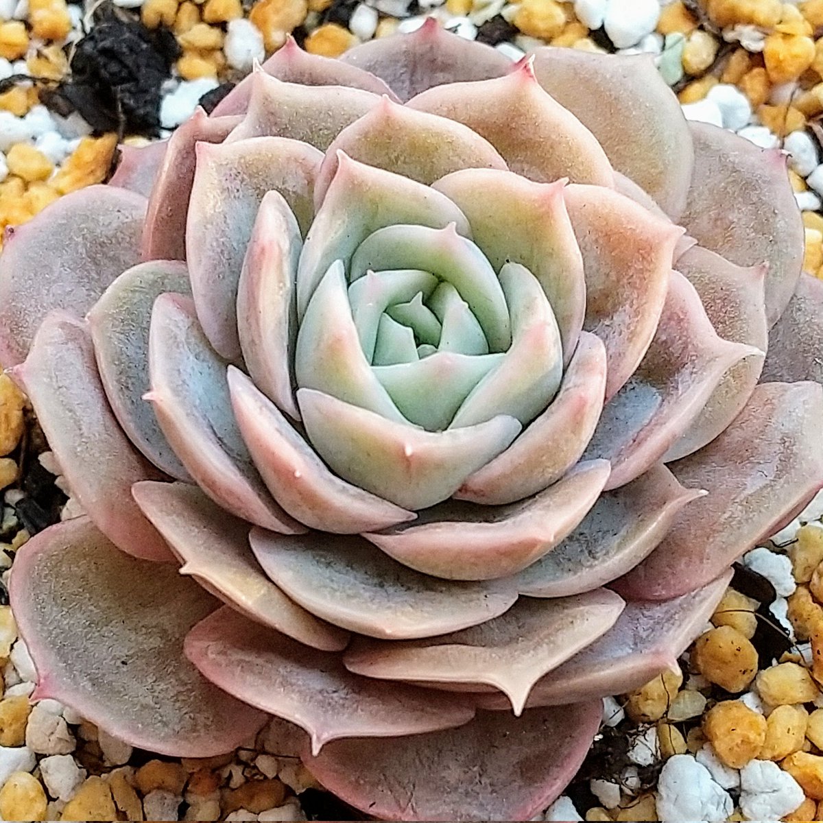 ysklol3's tweet photo. 輸入苗 販売中
https://t.co/niNJ1WpmtN

#8453多肉 #Succulents #Plants #多肉植物 #寄せ植え #韓国苗 #エケベリア #ハオルチア #グラプトペタルム #グラプトベリア #パキフィツム #塊根植物 #ケープバルブ #珍奇植物 #グリーノビア #輸入苗 #通販 #販売 https://t.co/s3iZteK8To