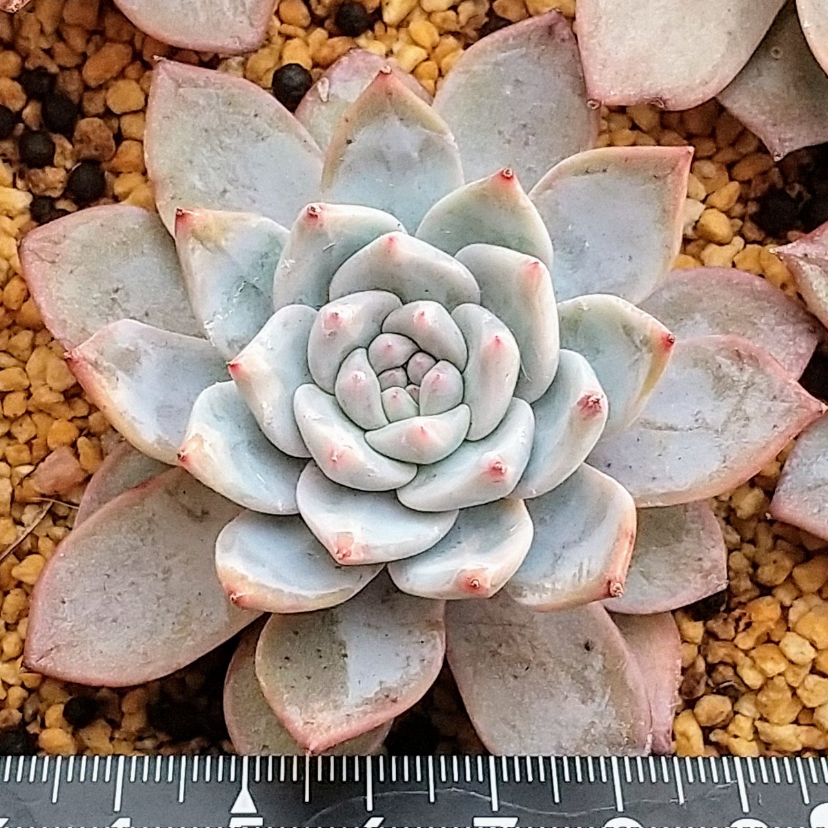 ysklol3's tweet photo. 輸入苗 販売中
https://t.co/niNJ1WpmtN

#8453多肉 #Succulents #Plants #多肉植物 #寄せ植え #韓国苗 #エケベリア #ハオルチア #グラプトペタルム #グラプトベリア #パキフィツム #塊根植物 #ケープバルブ #珍奇植物 #グリーノビア #輸入苗 #通販 #販売 https://t.co/s3iZteK8To