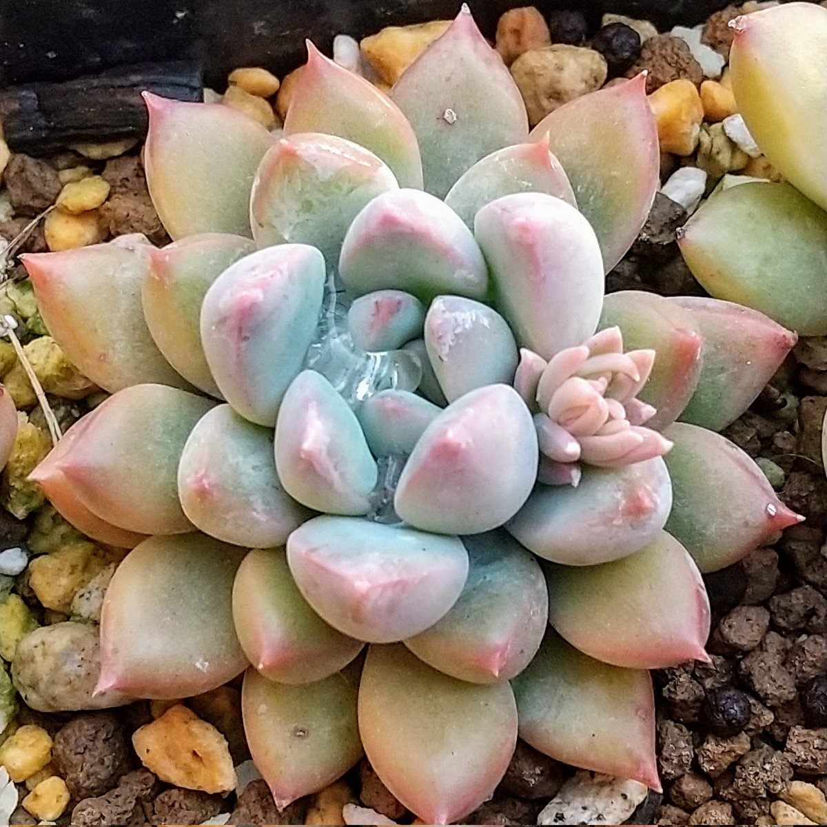 ysklol3's tweet photo. 輸入苗 販売中
https://t.co/niNJ1WpmtN

#8453多肉 #Succulents #Plants #多肉植物 #寄せ植え #韓国苗 #エケベリア #ハオルチア #グラプトペタルム #グラプトベリア #パキフィツム #塊根植物 #ケープバルブ #珍奇植物 #グリーノビア #輸入苗 #通販 #販売 https://t.co/s3iZteK8To