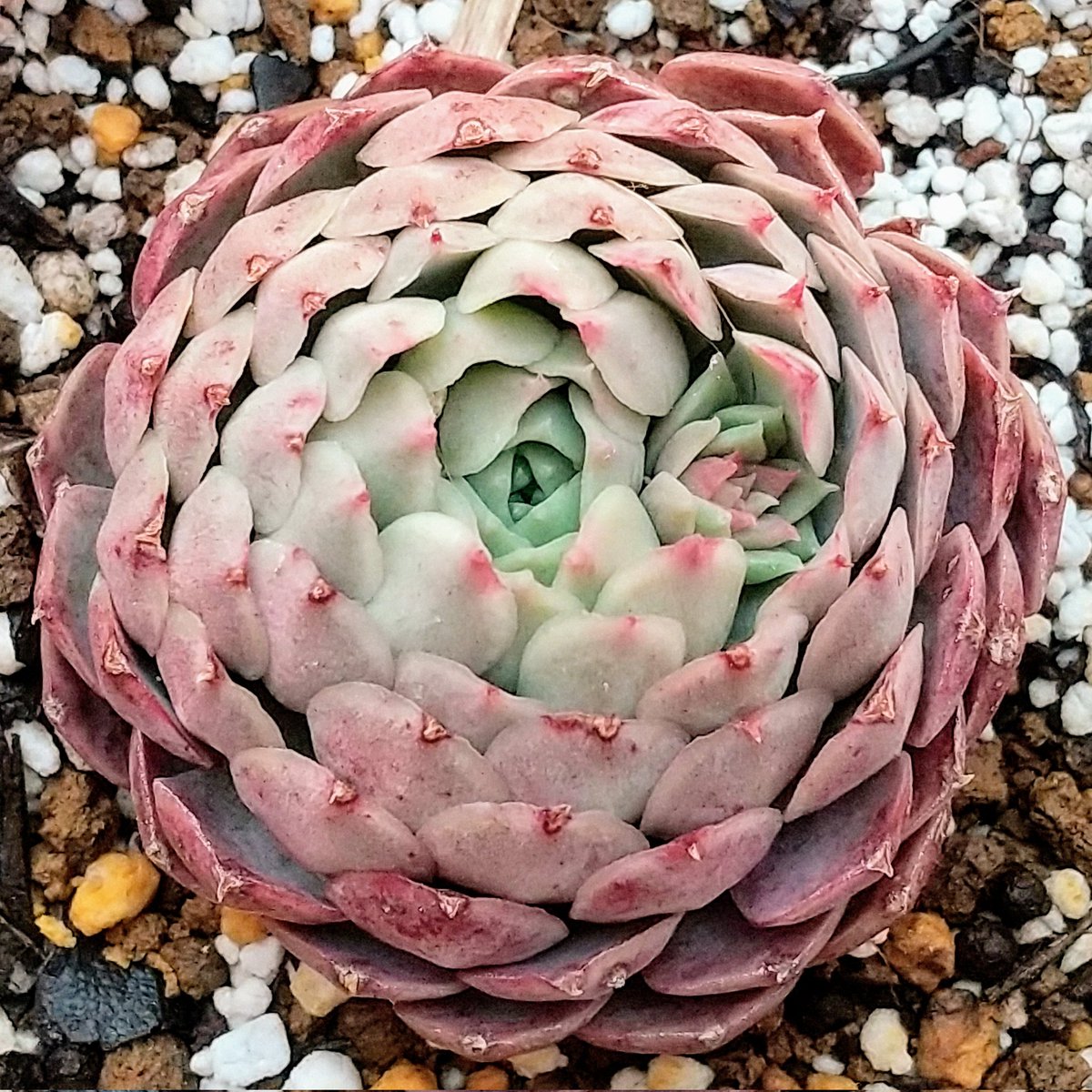 ysklol3's tweet photo. 輸入苗 販売中
https://t.co/niNJ1WpmtN

#8453多肉 #Succulents #Plants #多肉植物 #寄せ植え #韓国苗 #エケベリア #ハオルチア #グラプトペタルム #グラプトベリア #パキフィツム #塊根植物 #ケープバルブ #珍奇植物 #グリーノビア #輸入苗 #通販 #販売 https://t.co/0ElFSfTrWN