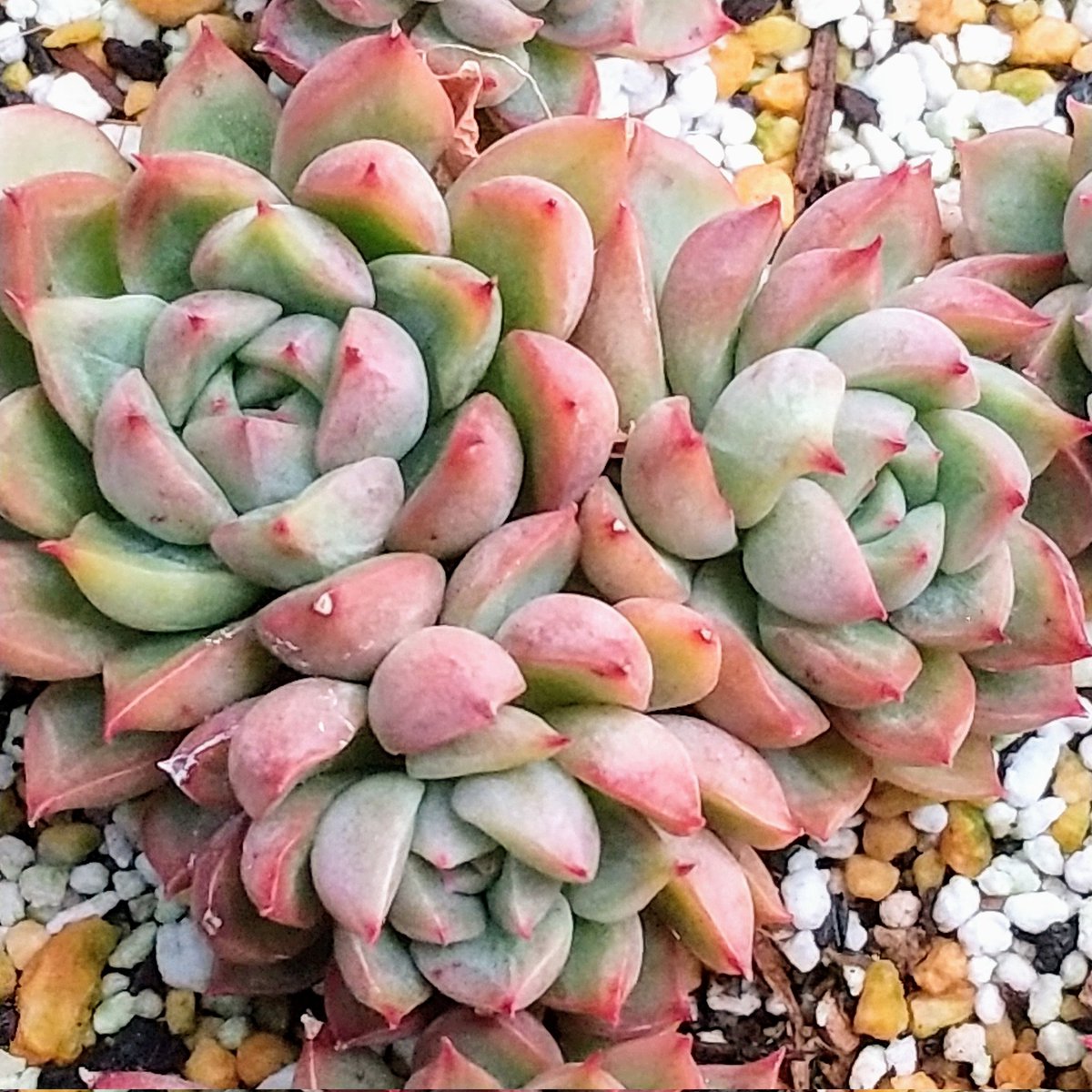 ysklol3's tweet photo. 輸入苗 販売中
https://t.co/niNJ1WpmtN

#8453多肉 #Succulents #Plants #多肉植物 #寄せ植え #韓国苗 #エケベリア #ハオルチア #グラプトペタルム #グラプトベリア #パキフィツム #塊根植物 #ケープバルブ #珍奇植物 #グリーノビア #輸入苗 #通販 #販売 https://t.co/0ElFSfTrWN
