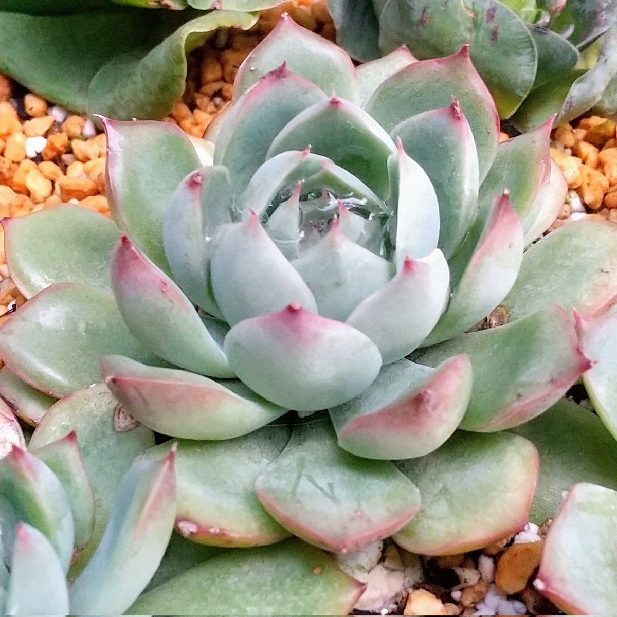 ysklol3's tweet photo. 輸入苗 販売中
https://t.co/niNJ1WpmtN

#8453多肉 #Succulents #Plants #多肉植物 #寄せ植え #韓国苗 #エケベリア #ハオルチア #グラプトペタルム #グラプトベリア #パキフィツム #塊根植物 #ケープバルブ #珍奇植物 #グリーノビア #輸入苗 #通販 #販売 https://t.co/3Ek9RRwzOP