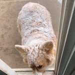 爆笑!雪の日に散歩から帰ってきたコーギーが揚げパンすぎて美味そう!