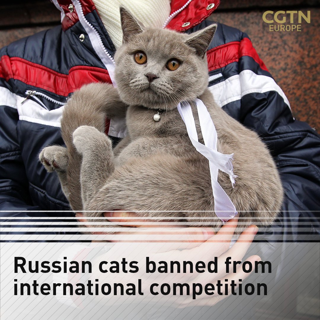 War videos. on Twitter "Russianowned cats have been banned from