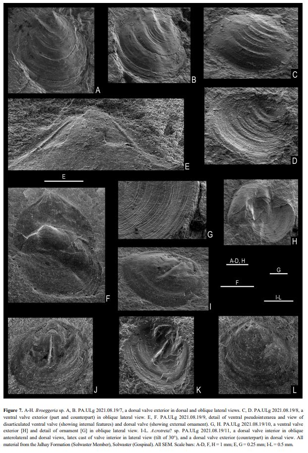 Check out these cool, rare and very old linguliformean #brachiopods present in Lower Ordovician formations from the Lower Palaeozoic #Stavelot-Venn Massif. The authors nicely present a complete taxonomical study of these brachiopods fossils! @RBINSmuseum <a href="/IGCP735/">IGCP 735</a> 
2/2