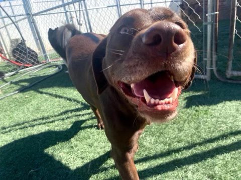 TanyaRiveraOn2's tweet photo. Do you think she enjoys doggie daycare? #dogsoftwitter #doggonefun https://t.co/l8ViTytXlK