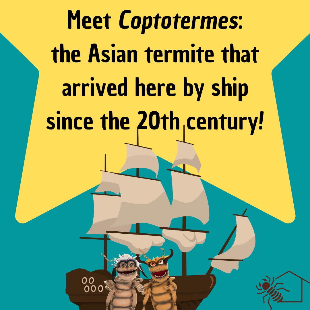 TemCupimlaemCS's tweet photo. Hey guys ! Today we bring you the first records we received from the Coptotermes termite!
#termites #isoptera #citzenscience #insect #scientificdivulgation #entomology #science #science #naturelovers https://t.co/LUQouGjj8s