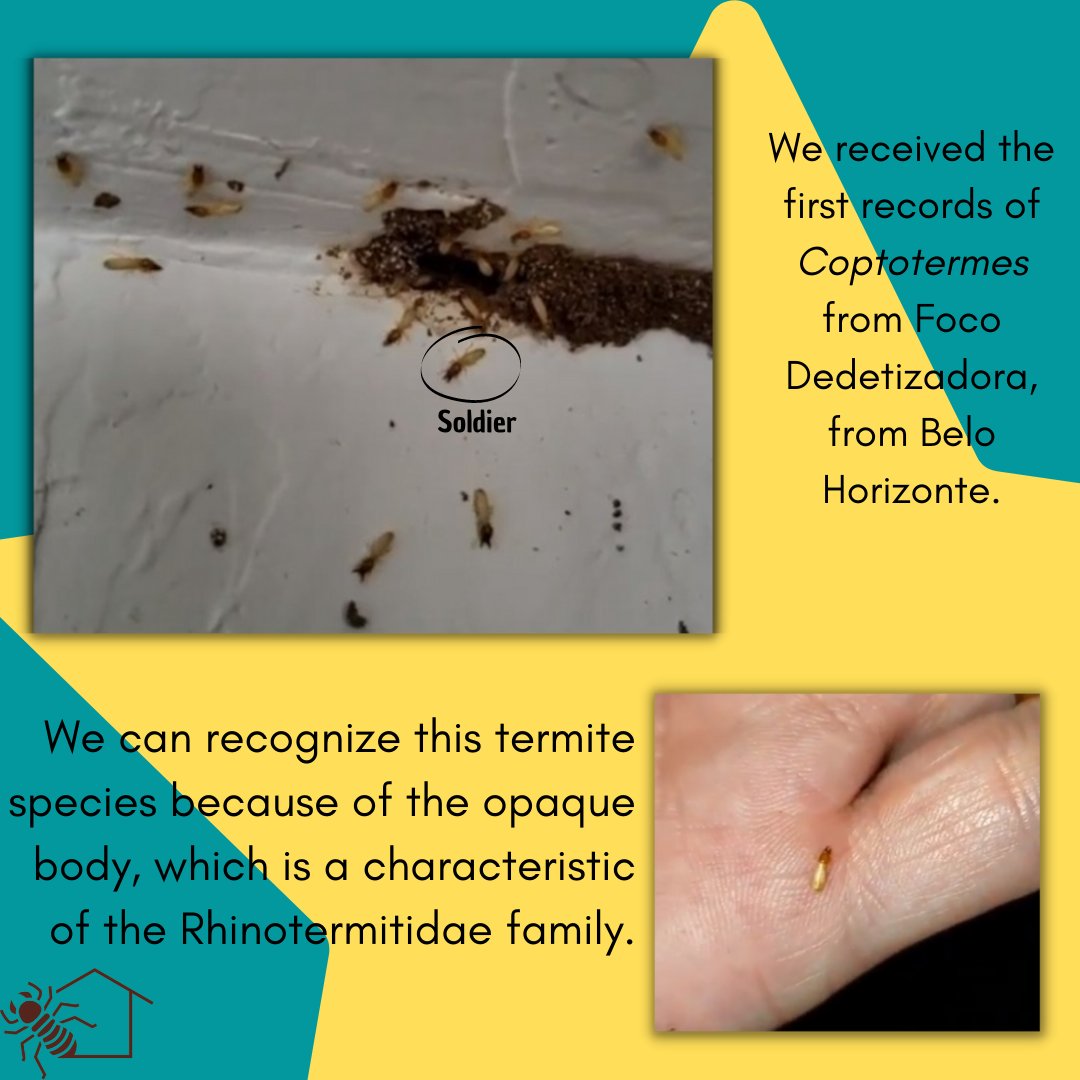 TemCupimlaemCS's tweet photo. Hey guys ! Today we bring you the first records we received from the Coptotermes termite!
#termites #isoptera #citzenscience #insect #scientificdivulgation #entomology #science #science #naturelovers https://t.co/LUQouGjj8s