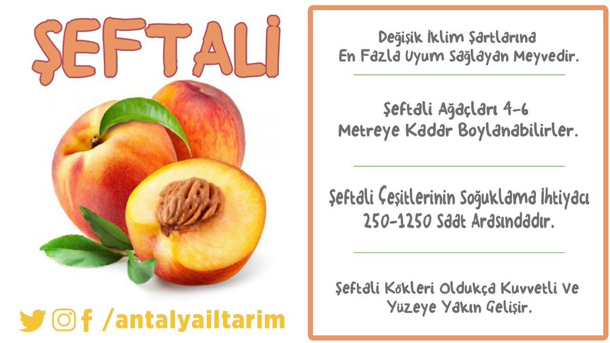 #gülgiller familyasından bir #yaz meyvesidir. Ekonomik ömrü 15-20 yıl kadardır. 4 Binin üzerinde çeşidi vardır.
#şeftali hakkında daha fazlası
eğitim videomuzda👇
youtu.be/bvX8fXqi_5U

#gelecektarımda 
#TarımAntalyada

<a href="/bekirpakdemirli/">Dr. Bekir Pakdemirli</a> 
<a href="/ersinyazici1/">Ersin YAZICI</a> 
<a href="/gokhankaraca_/">Gökhan Karaca</a>