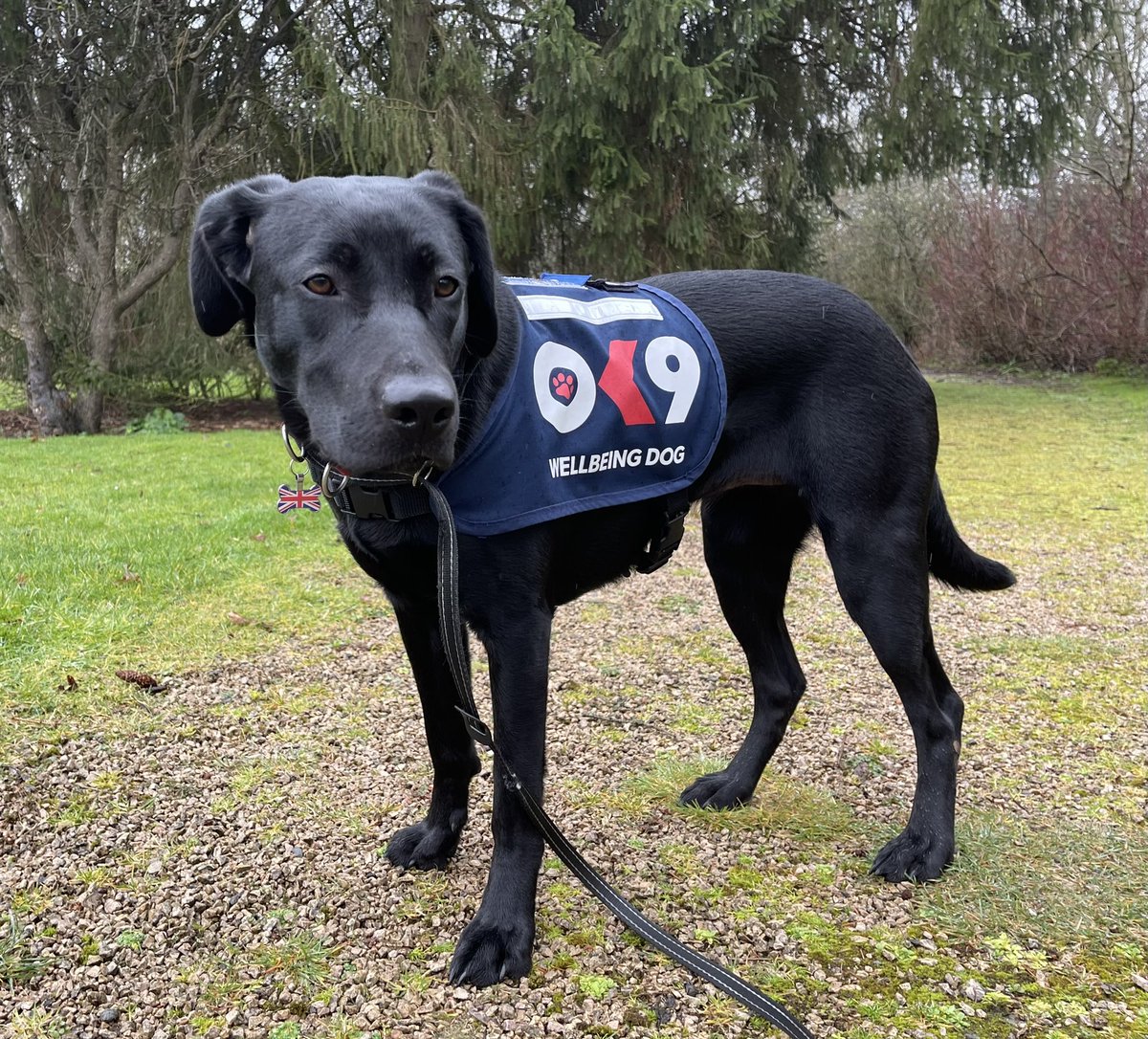 Poppy is excited to meet her OK9 doggy pals today at the #OK9 and Peer Support Conference! <a href="/OscarKiloUK/">Oscar Kilo</a> #Wellbeing #police #999support #dogsoftwitter