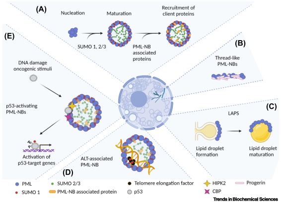 Trends in Biochemical Sciences (@trendsbiochem) on Twitter photo Online now - "#PML isoforms: a molecular basis for PML pleiotropic functions" by <a href="/BernardiLab/">Bernardi Lab</a> et al.
#PMLnuclearbodies #splicingisoforms #cancer
bit.ly/3MeC9ZH Online now - "#PML isoforms: a molecular basis for PML pleiotropic functions" by <a href="/BernardiLab/">Bernardi Lab</a> et al.
#PMLnuclearbodies #splicingisoforms #cancer
bit.ly/3MeC9ZH