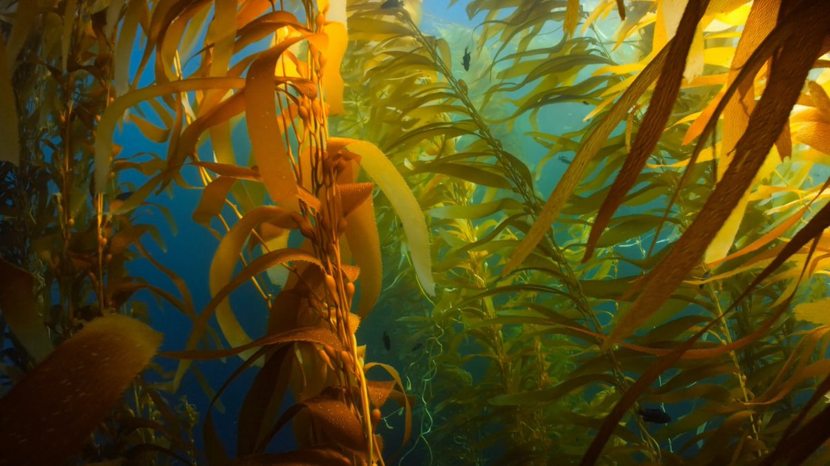 Restoration of seaweed forests lags far behind other major ecosystems. This perspective argues that the #BlueEconomy, seaweed cultivation and the restoration industry, can be transformative. 🌊

🔗: ow.ly/Xknu50I735p

<a href="/morgan_vis/">morgan vis</a> <a href="/PSAAlgae/">Phyc. Soc. America</a>