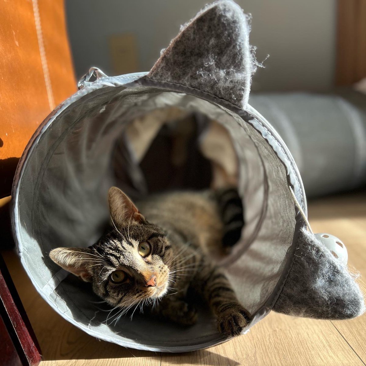 GijsVWinkelhof's tweet photo. 😸Hoi! How’s your day going?
#CatsofTwittter #meow #Stroopie https://t.co/rHx2OrqbRG