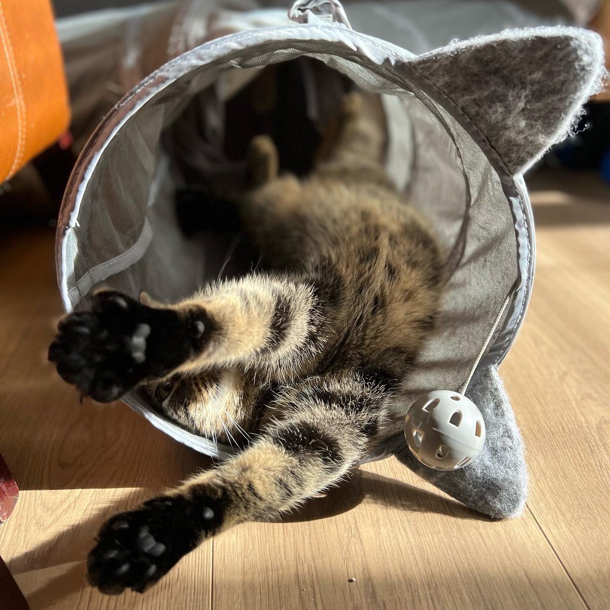 GijsVWinkelhof's tweet photo. 😸Hoi! How’s your day going?
#CatsofTwittter #meow #Stroopie https://t.co/rHx2OrqbRG