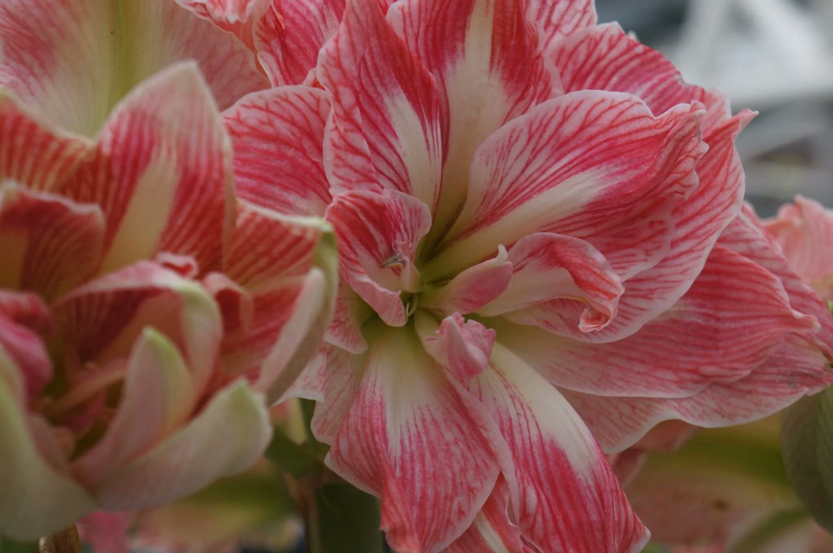 FlowerToursNL's tweet photo. The possibilities of an Amaryllis bouquet are endless. Combine the Amaryllis with other cut flowers. Read more https://t.co/Hf4qD67xLk
#FlowerToursHolland #Hippeastrum #Amaryllis #flowerguide #guidedtours https://t.co/g4iOc4lfDr